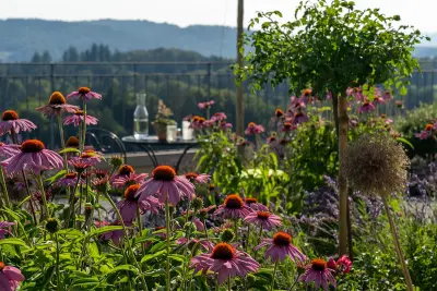 Blumenmeer, resistente Staudenmischung, Rot-Rosa