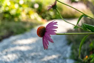 Blumenmeer, resistente Staudenmischung, Rot-Rosa, Echinacea